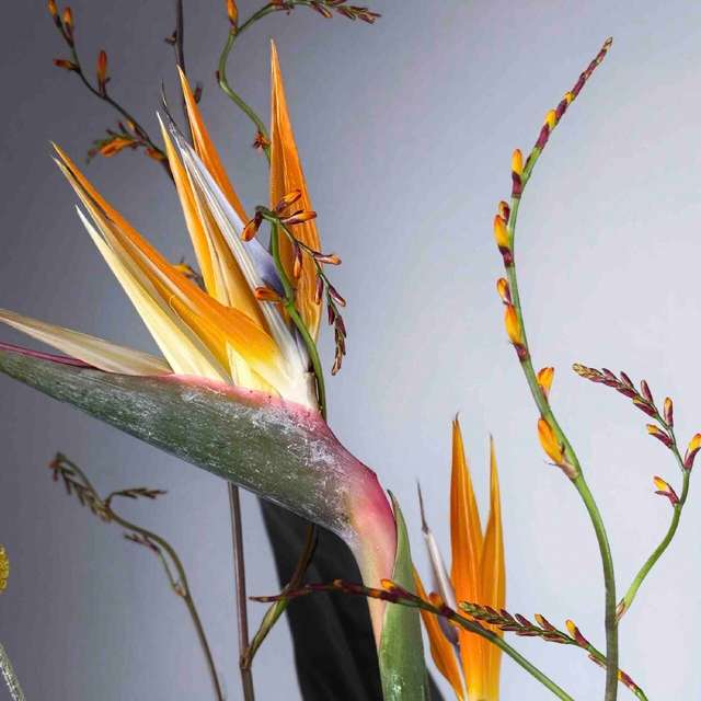 Экзотик банч