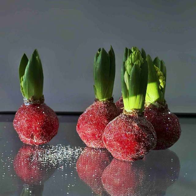 Гиацинт в воске