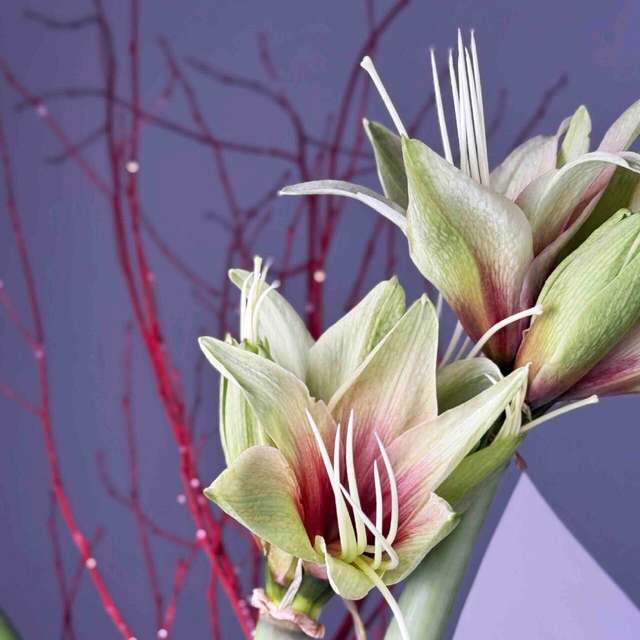 Лилейный банч