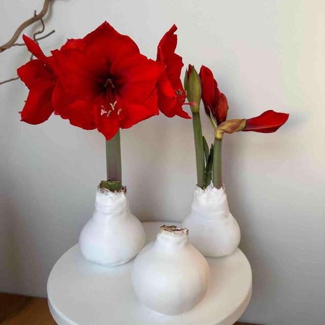 Гиппеаструм в воске