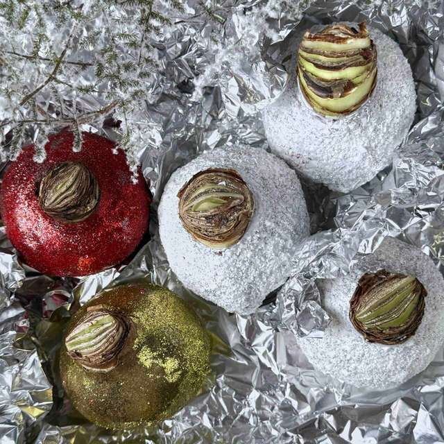 Гиппеаструм в воске